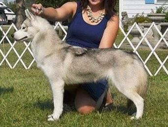Photo of Jo-Kar's Sahara of Snoebear