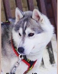 Photo of Yudzhina S Goluboy Zvezdy