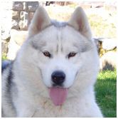 Photo of Gentle Boy Of Siberian Lady
