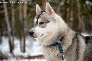 Photo of Husky Haven Above The Law