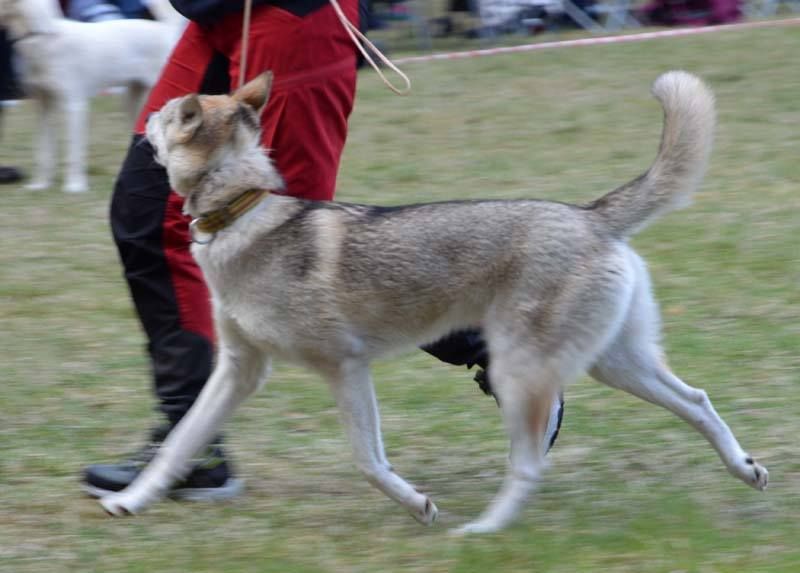 Photo of Huskyville’s Honningbarna Taiga