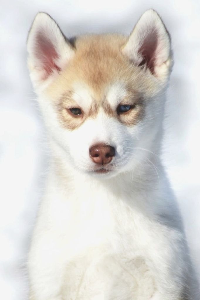 Photo of Miuki Mikado Bella