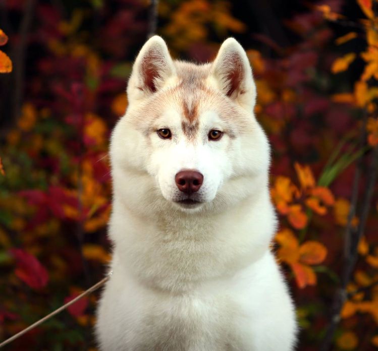 Photo of Nanook’s Playing With Fire