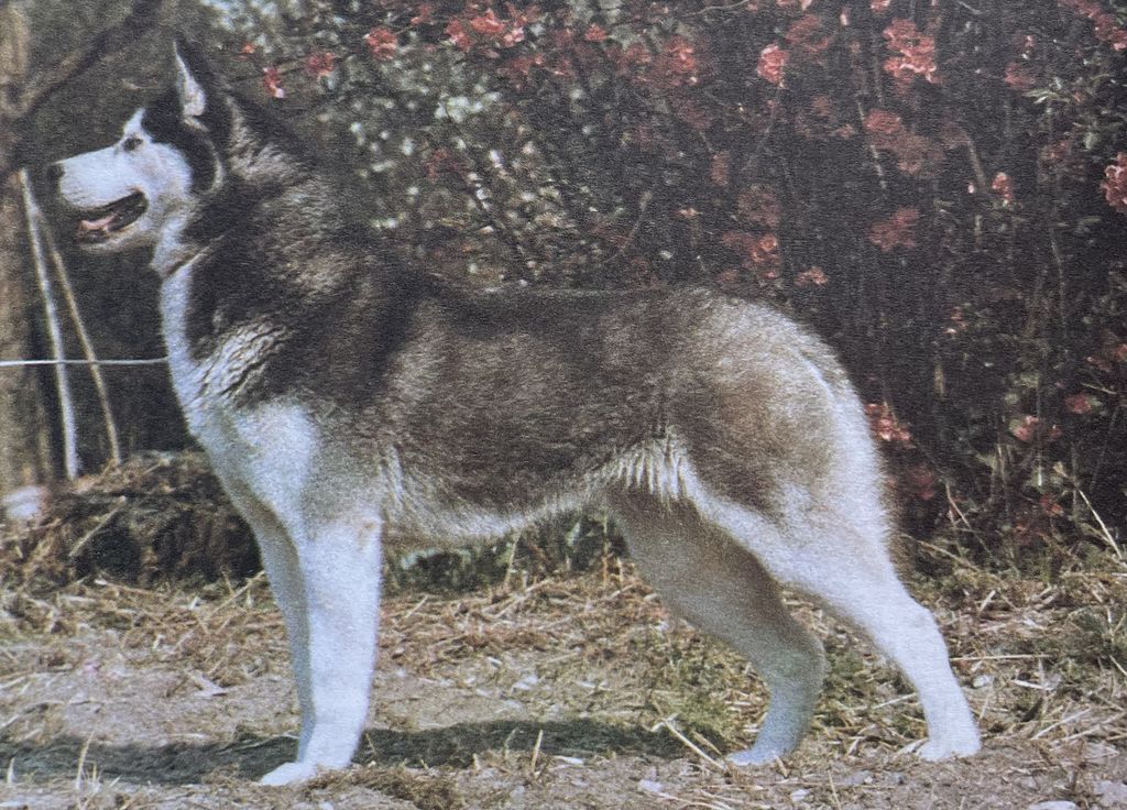 Photo of Kontoki’s Nau O’Keral’ghin