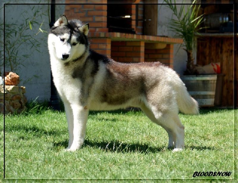 Photo of Angel From World ESKIMOSKI DOMEK