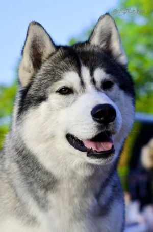 Photo of Husky Haven Viking Glory