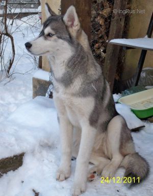 Photo of Taezhnaya Zarja S Goluboy Zvezdy