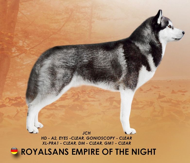 Photo of Royalsans Empire of the Night