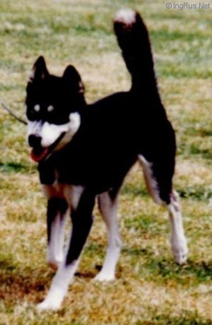 Photo of Aceca’s Walking Miracle At Trelowen