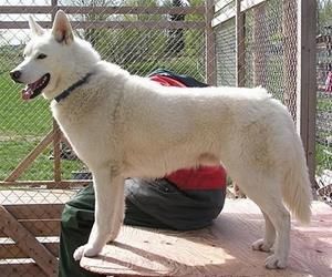 Photo of Nay-La-Chee’s Chill Out Balto