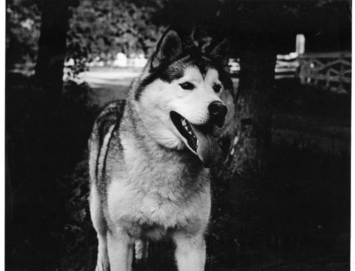 Photo of Hawk Of Little Alaska