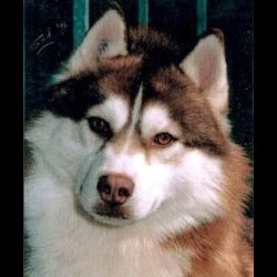 Photo of Lordly Golden Prince Dit Lucky des Reves