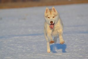 Photo of Husky Imperial Nora Of Wolf Point