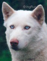 Photo of Liubov’s Lune de Miel