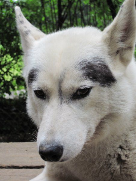 Photo of Alaskan’s Tareina Of Anadyr
