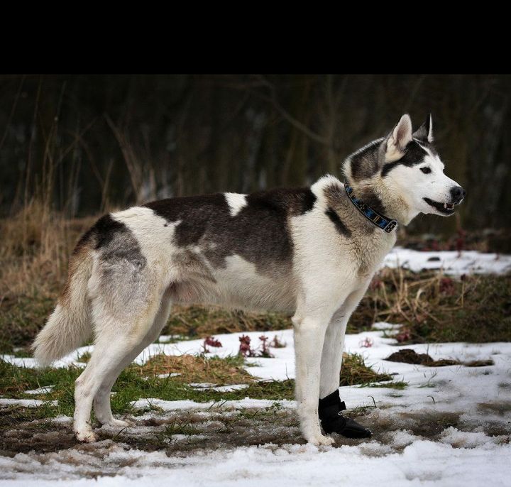 Photo of Alaskan’s Lapp Of Anadyr