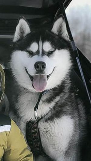 Photo of Siberian Fantasy Victoriano Show King