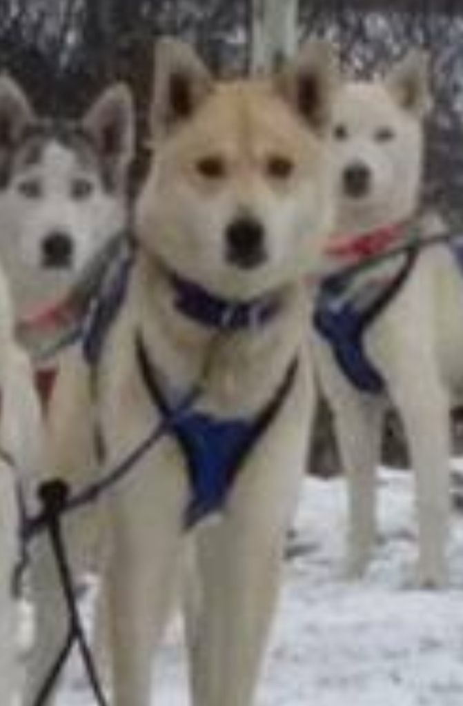 Photo of Boreayl’s Miska
