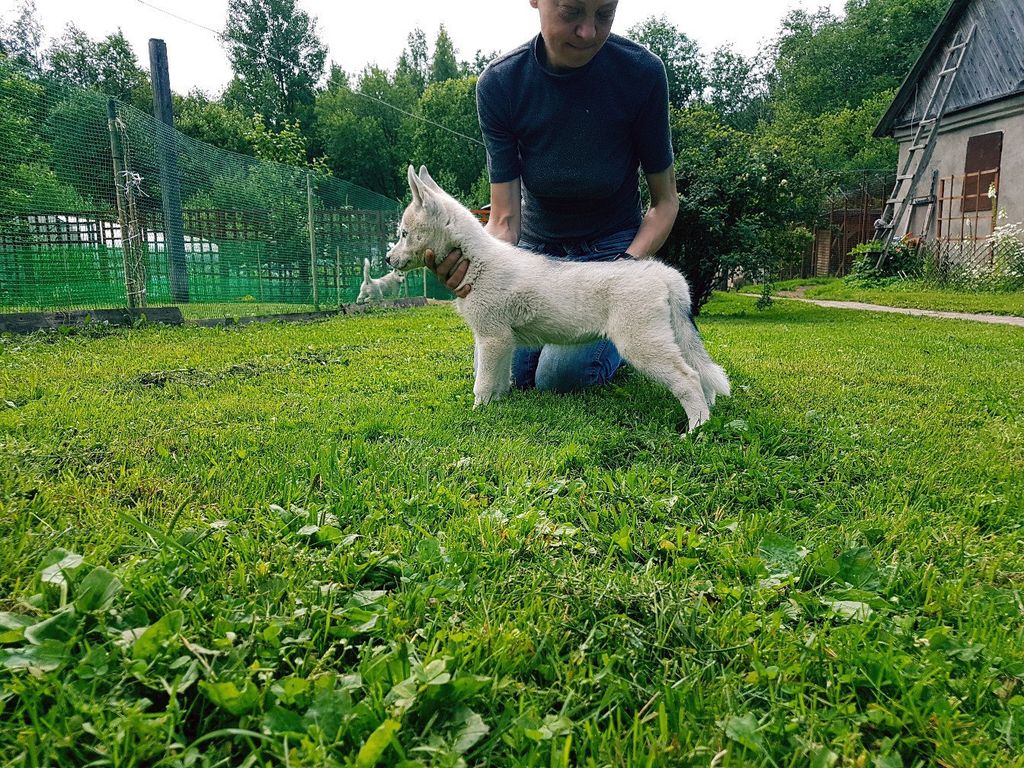 Photo of Obippo Escape