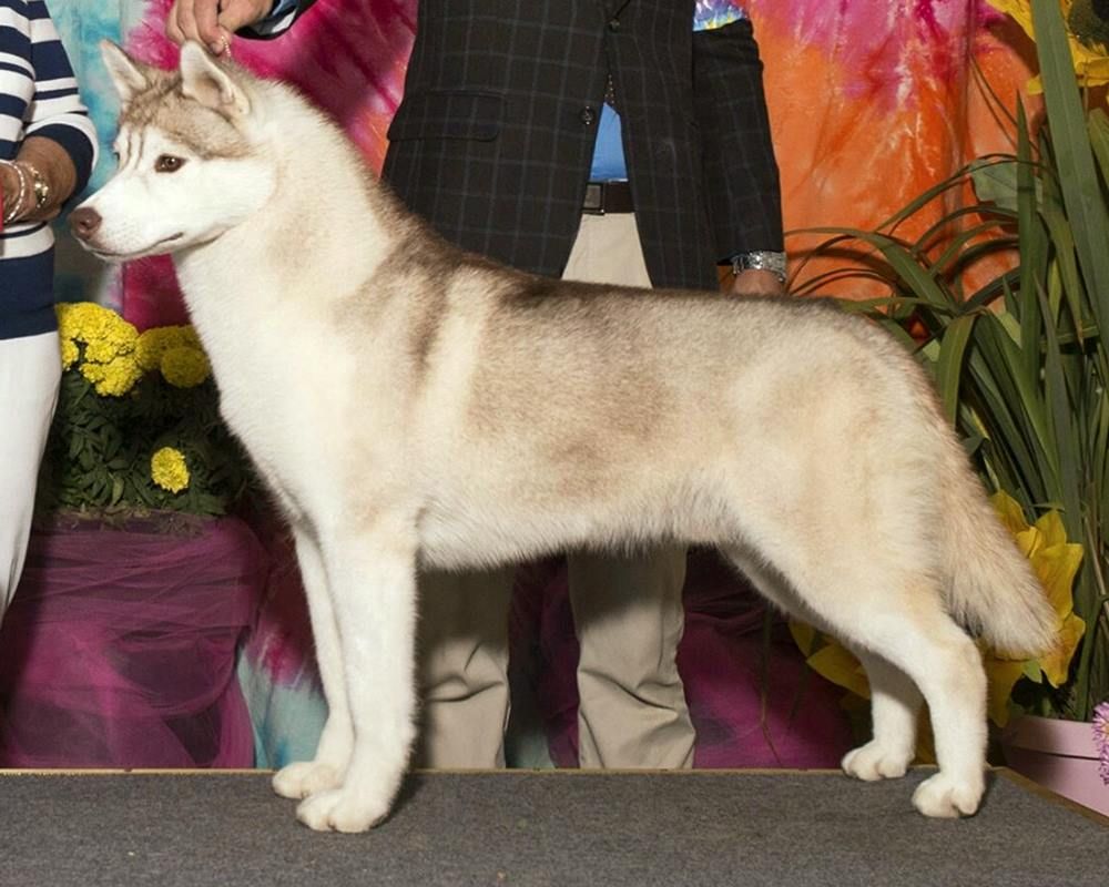 Photo of Snowmist’s Asari