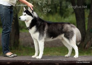 Photo of Zhan Flying Prince