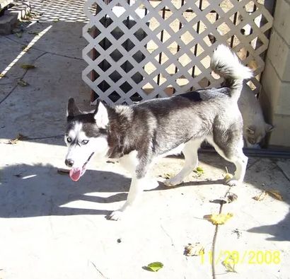 Photo of Makari’s Crystal Blue Miah