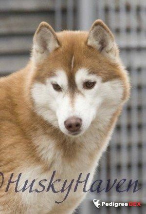 Photo of Kivalina’s Indy Of Husky Haven