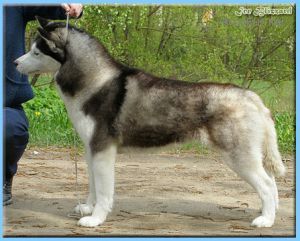 Photo of Husky Haven Gabriella Evita First Lady