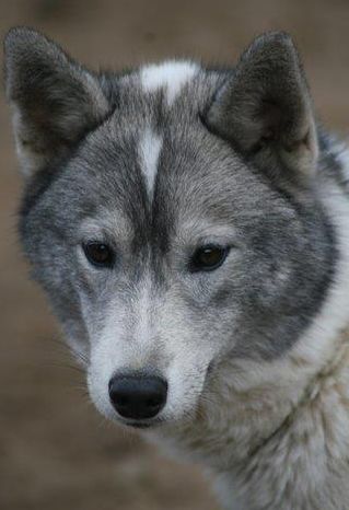Photo of RiverIce's Whiskey Jack