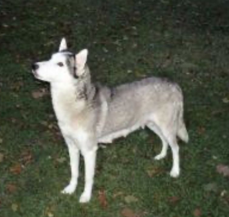 Photo of Trinity Kennel’s Dalia