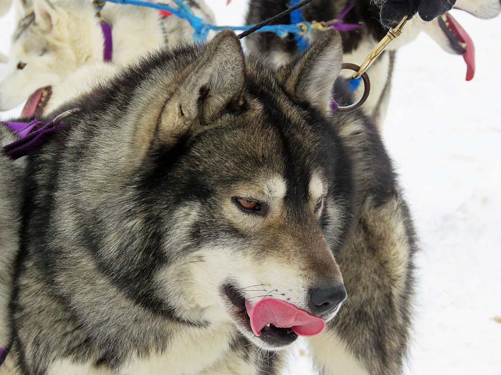 Photo of Arcticsun’s Asgard Odin