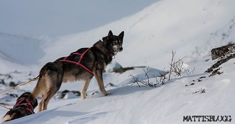 Photo of Working Husky Rambo