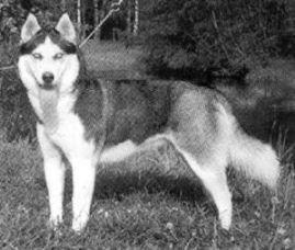 Photo of Moonlight Of Blue Eyed Winni