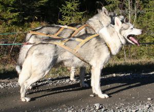 Photo of Moonrun’s Sitka