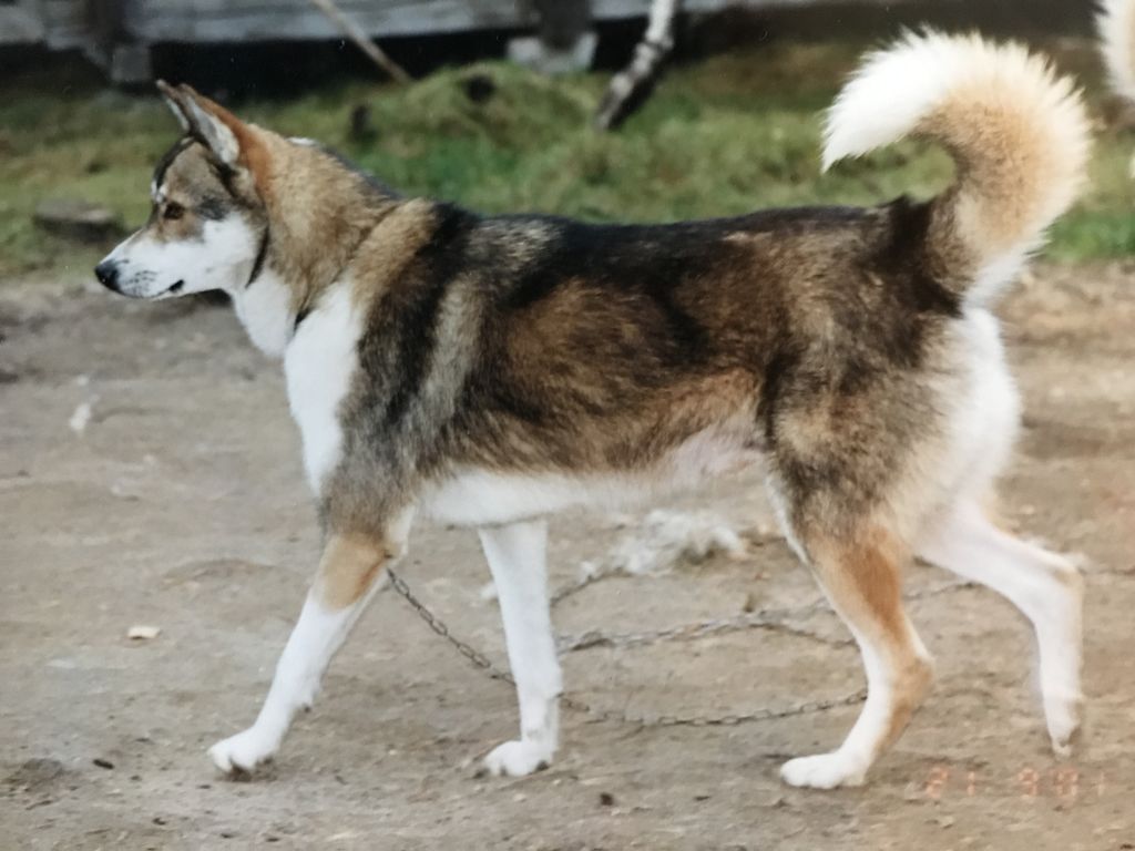 Photo of Polar Speed Inxs