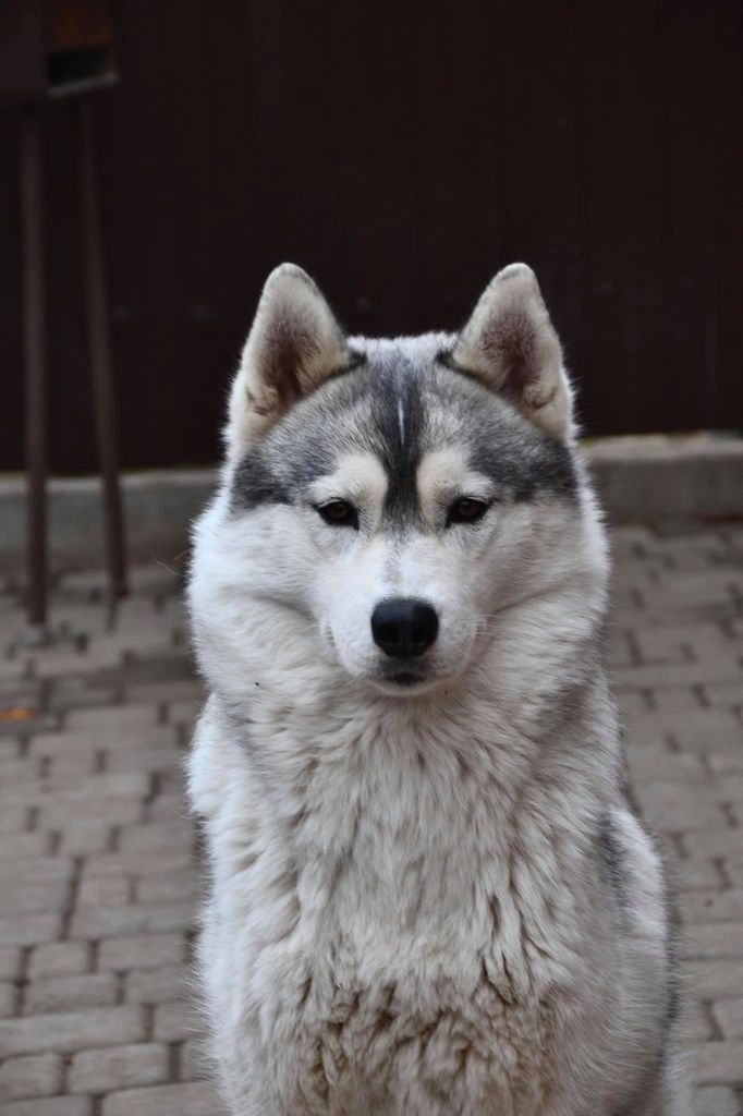 Photo of Siberian Legacy Best Friend Alice