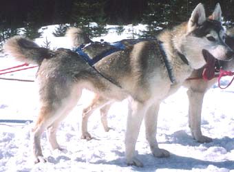 Photo of Arctic Song’s Djerva
