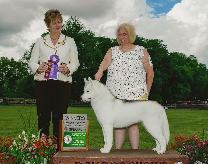 Photo of Kiralia N Nanook’s Veni Vidi Vici