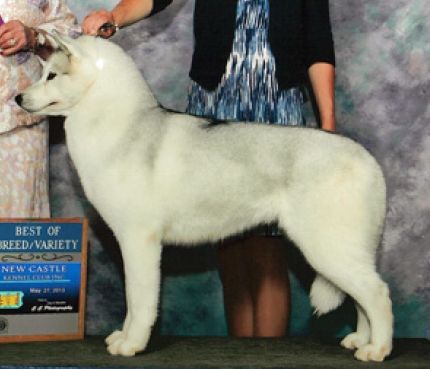 Photo of Huskavarna’s Perfect Angel