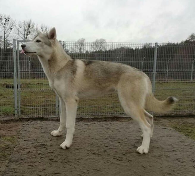 Photo of SITKA DU MENEZ DES GLAZIKS