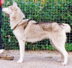 Photo of Forstal’s Sasoolka