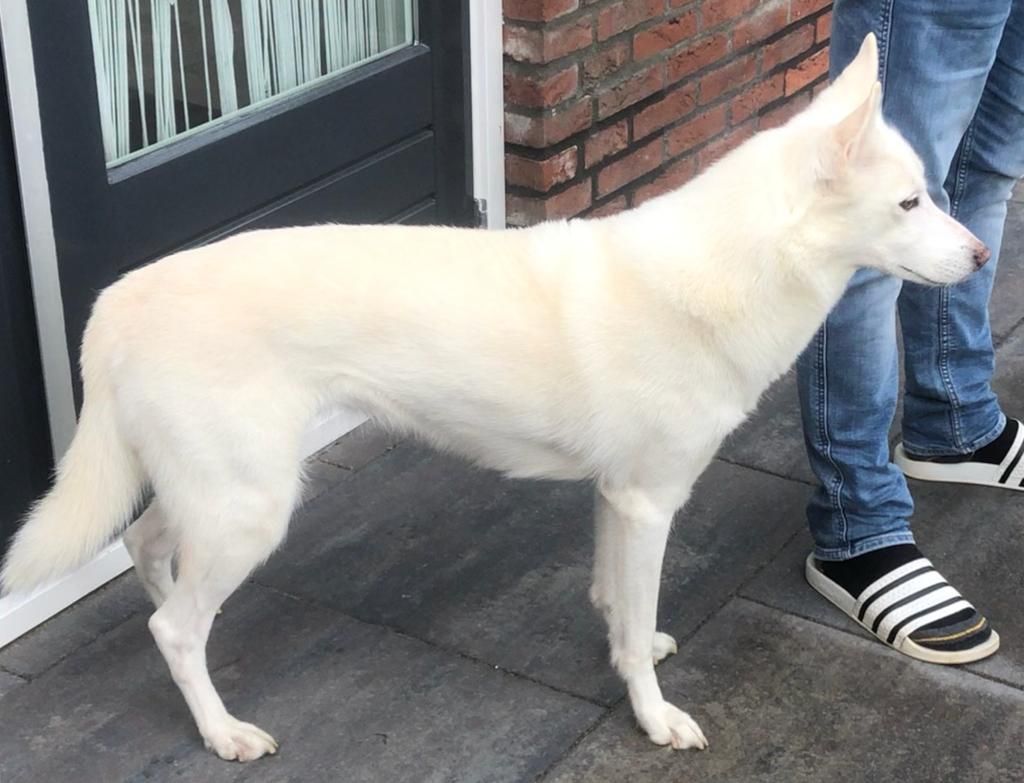Photo of Björk ab Canis Polaris