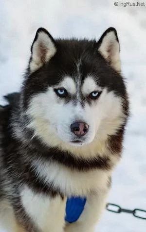 Photo of Masher Siberins Blek Hanter