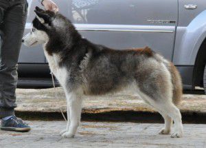 Photo of Husky Haven Demi Moore