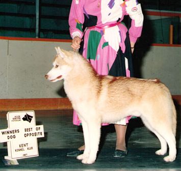 Photo of Kortar’s Kutout of Kontessa