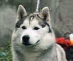 Photo of Urko Russ Kennel
