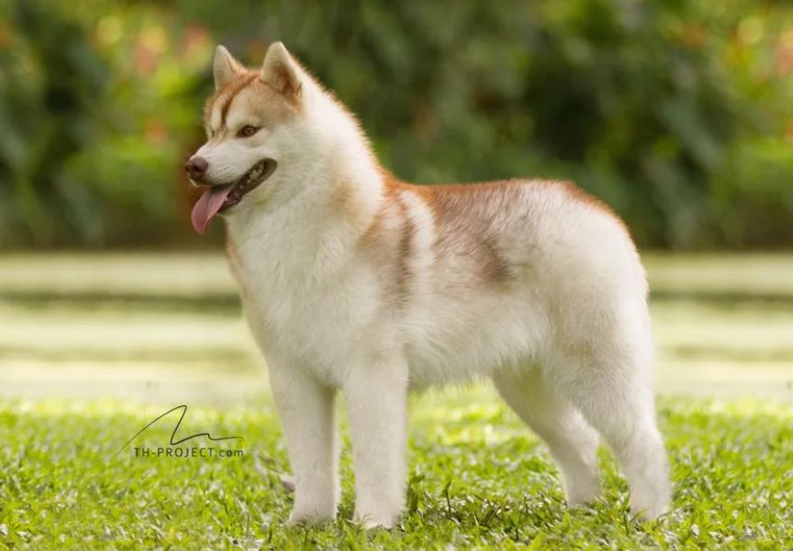 Photo of Husquisher Ramble Tamble
