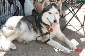 Photo of Bektay