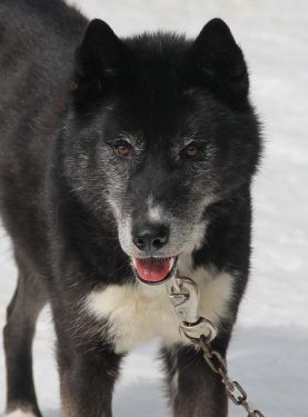 Photo of Sibersong’s Super Trouper