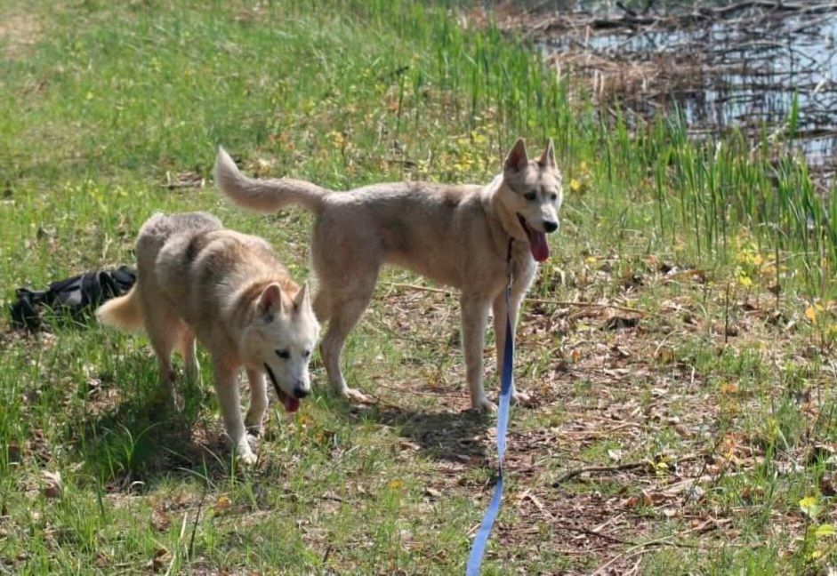Photo of Chinook Sivudelek